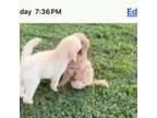 Goldendoodle Puppy for sale in Grand Prairie, TX, USA
