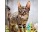 Adopt Mandalorian *Bonded to Yoda* a Domestic Short Hair