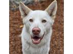 Adopt Snow a Husky, Mixed Breed