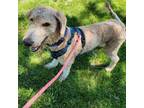 Adopt Hummus a Standard Poodle, Golden Retriever