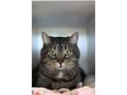 Adopt W. Rams a Domestic Short Hair