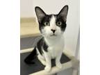 Adopt Pal (bonded with Mack) a Domestic Short Hair