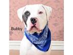 Adopt Bubby a Pit Bull Terrier