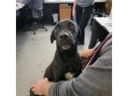 Adopt A117264 a Labrador Retriever, Mixed Breed