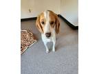 Adopt Coriander a Beagle