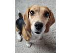Adopt STANLEY a Beagle