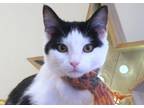 Adopt Kris a Domestic Short Hair