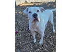 Adopt Blanco a Pit Bull Terrier, Mixed Breed