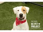Adopt Packer a Mixed Breed