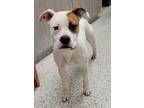 Adopt Tug a Pit Bull Terrier, Mixed Breed