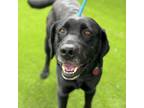 Adopt Draft - Adopted! a Labrador Retriever