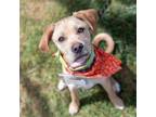 Adopt Gutar - Adopted! a Labrador Retriever, Pug