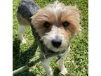 Adopt Mufasa - Costa Mesa Location *At Event Earthwise Irvine 5/4 11am-3pm* a
