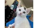 Adopt Mickey - Claremont Location a Domestic Short Hair