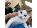 Adopt Cali - Claremont Location a Domestic Short Hair