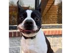 Adopt Bugsy a Boston Terrier