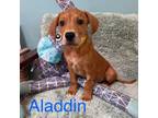 Adopt Aladdin a Mastiff, Bloodhound