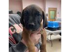 Adopt Eric a Mastiff, Bloodhound
