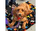 Adopt Robert a Poodle, Golden Retriever