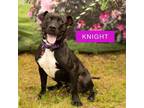 Adopt Knight a Pit Bull Terrier