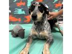 Adopt Brimsley a Australian Cattle Dog / Blue Heeler, Dachshund