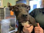 Adopt LOCKET a American Staffordshire Terrier, Mixed Breed
