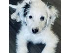 Adopt Oakley a Bernese Mountain Dog, Poodle