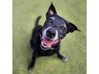 Adopt Jag a Labrador Retriever, Mixed Breed