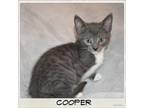 Adopt Cooper a Domestic Short Hair