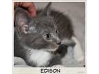 Adopt Edison a Domestic Short Hair