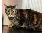 Murphy Domestic Shorthair Young Female
