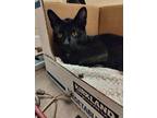Elmo Domestic Shorthair Young Male