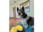 Harry Australian Cattle Dog Adult Male