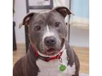 Adopt Mr Robotto a American Staffordshire Terrier