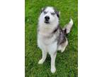 Adopt Kit a Siberian Husky