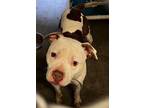 Bobo - NO CATS!! American Pit Bull Terrier Adult Male
