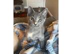 Marbles Domestic Shorthair Kitten Female
