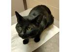 Bodhi Domestic Shorthair Adult Male