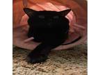 Adopt STORM a Domestic Short Hair