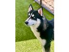 Adopt Bing 395-24 a Siberian Husky, Mixed Breed