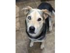 Adopt Bob 379-24 a German Shepherd Dog, Mixed Breed