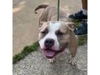 Adopt Coffee a Pit Bull Terrier