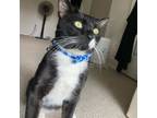 Adopt Landon a Domestic Short Hair