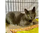 Adopt Asher a Domestic Short Hair, Russian Blue