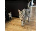 Bee Domestic Shorthair Young Female