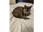 Annabelle Annabella Domestic Shorthair Senior Female