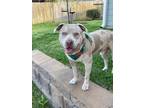 Adopt AUGGIE a Staffordshire Bull Terrier, Mixed Breed