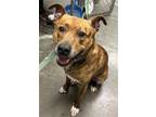 Adopt TIGER a Staffordshire Bull Terrier