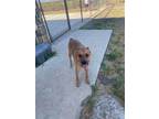 Adopt Maverick a Black Mouth Cur