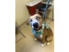 Adopt Kota a Mixed Breed